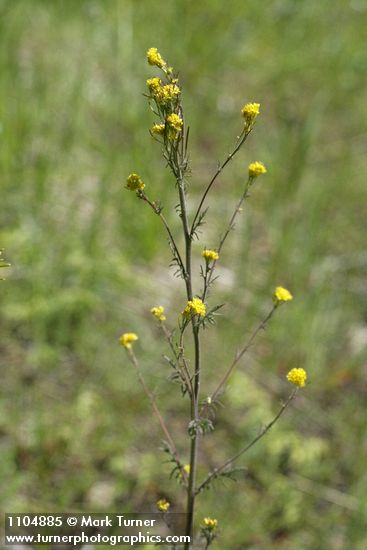 Mountain Tansymustard