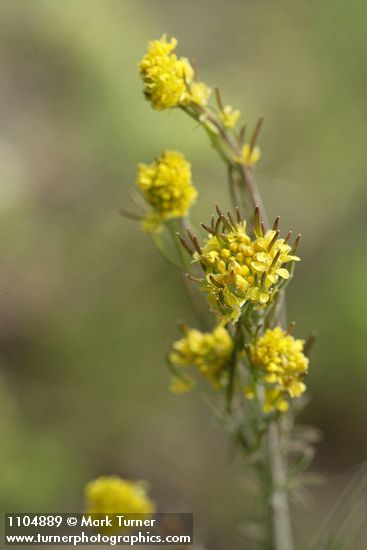 Mountain Tansymustard blossoms detail