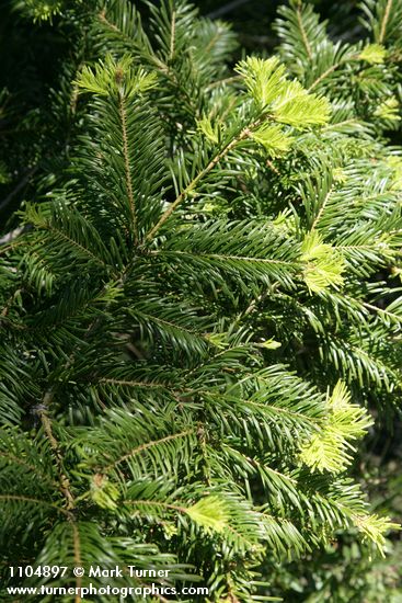Grand Fir foliage
