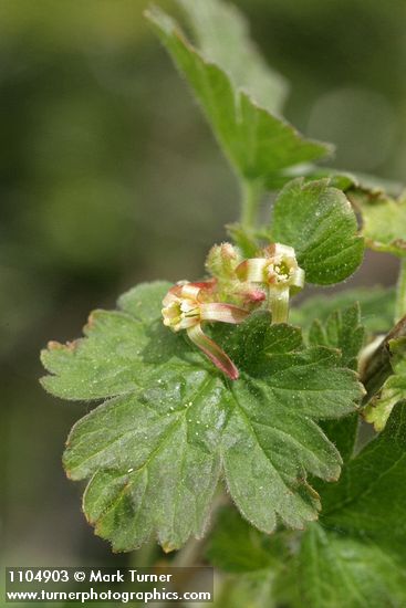 Spiny Gooseberry blossoms & foliage detail