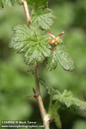 Spiny Gooseberry blossoms & foliage detail