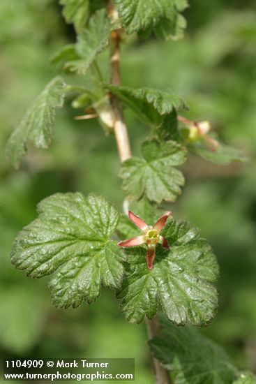 Spiny Gooseberry blossoms & foliage detail