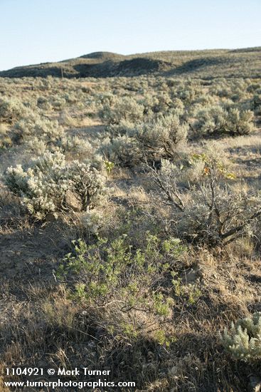 Slenderbush Buckwheat