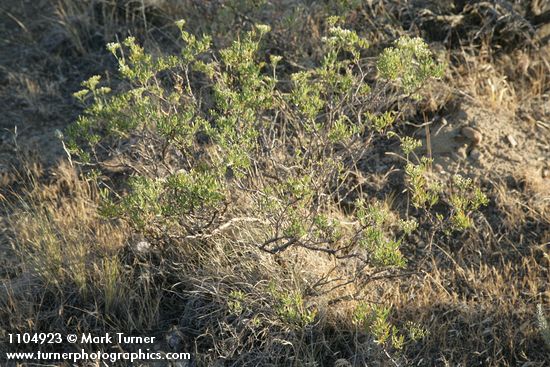 Slenderbush Buckwheat