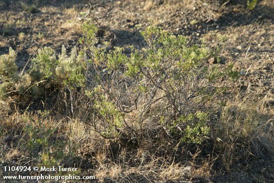 Slenderbush Buckwheat