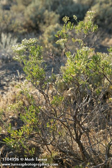 Slenderbush Buckwheat