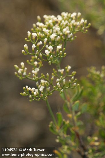 Slenderbush Buckwheat blossoms