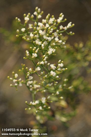 Slenderbush Buckwheat blossoms