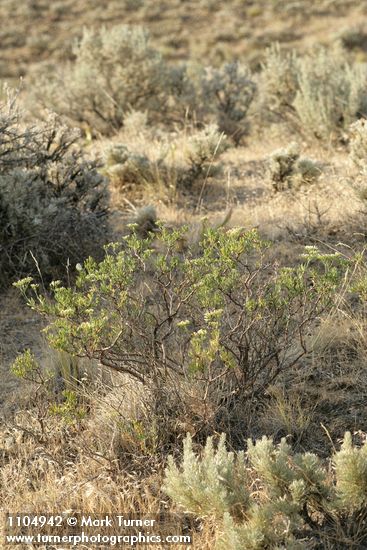Slenderbush Buckwheat