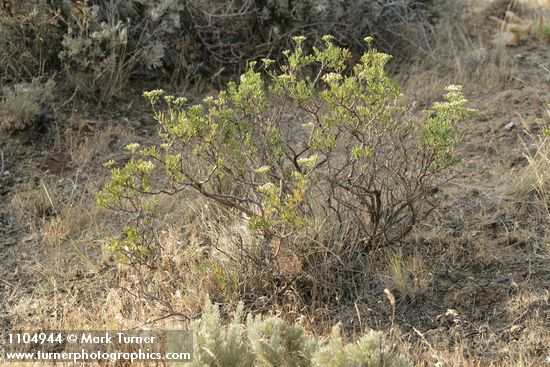 Slenderbush Buckwheat