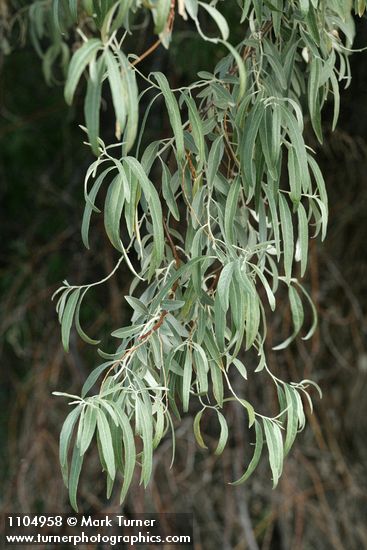 Russian Olive foliage