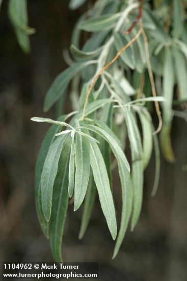 Russian Olive foliage