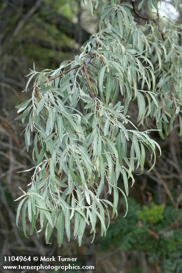 Russian Olive foliage