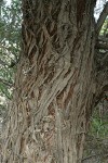 Russian Olive bark