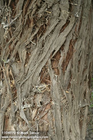Russian Olive bark