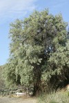 Russian Olive