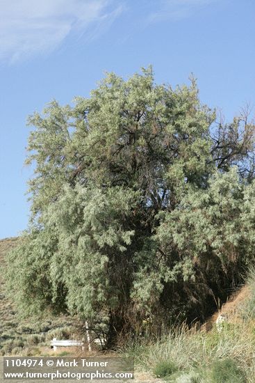 Russian Olive