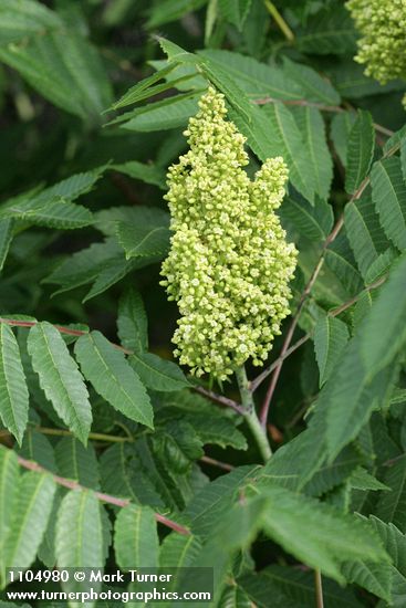Smooth Sumac blossoms & foliage
