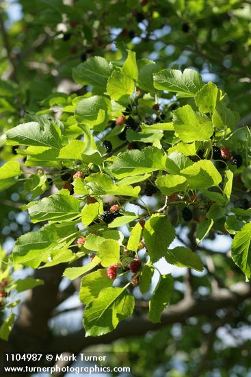 White Mulberry fruit & foliage