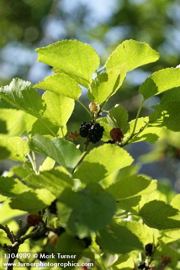 White Mulberry fruit & foliage