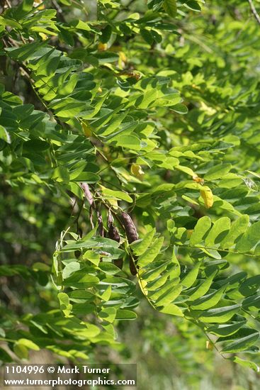 Black Locust seed pods & foliage