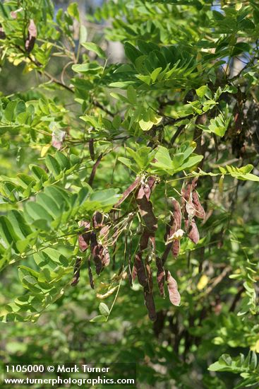 Black Locust seed pods & foliage