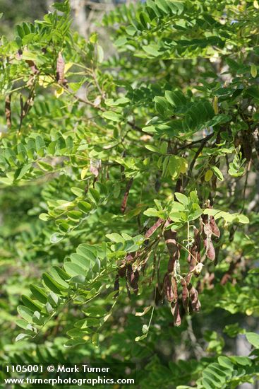 Black Locust seed pods & foliage