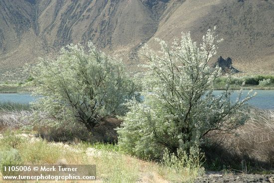 Russian Olives along Lower Crab Creek