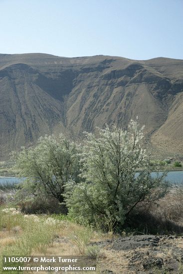 Russian Olives along Lower Crab Creek