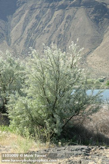 Russian Olive along Lower Crab Creek