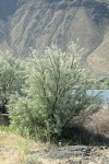 Russian Olive along Lower Crab Creek