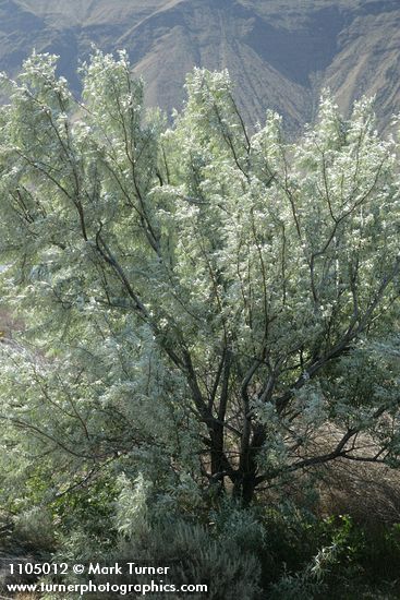 Russian Olive along Lower Crab Creek