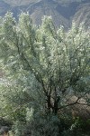 Russian Olive along Lower Crab Creek