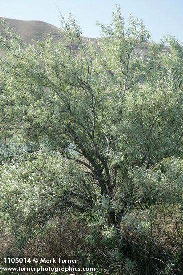 Russian Olive along Lower Crab Creek