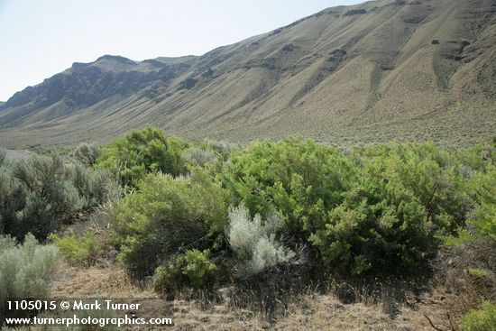 Greasewood w/ Big Sagebrush & Grey Rabbitbrush