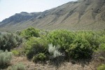 Greasewood w/ Big Sagebrush & Grey Rabbitbrush