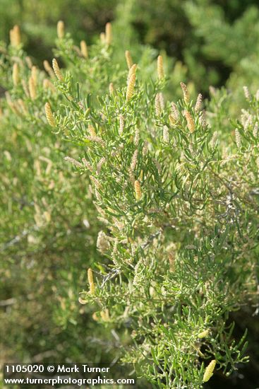 Greasewood male blossoms & foliage