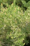 Greasewood male blossoms & foliage
