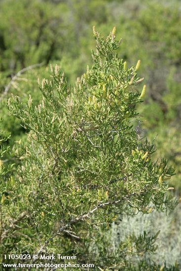 Greasewood male blossoms & foliage