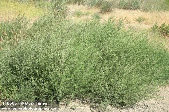 Russian Thistle