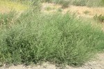 Russian Thistle