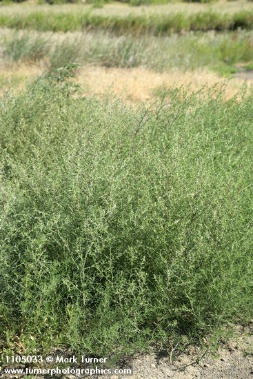 Russian Thistle