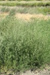 Russian Thistle