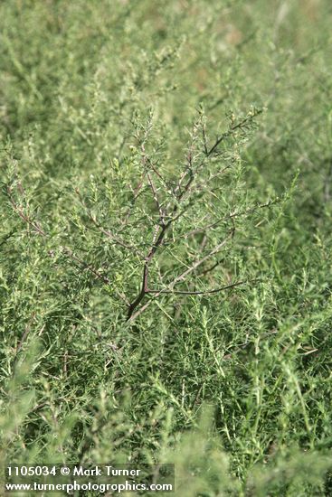 Russian Thistle