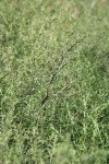 Russian Thistle