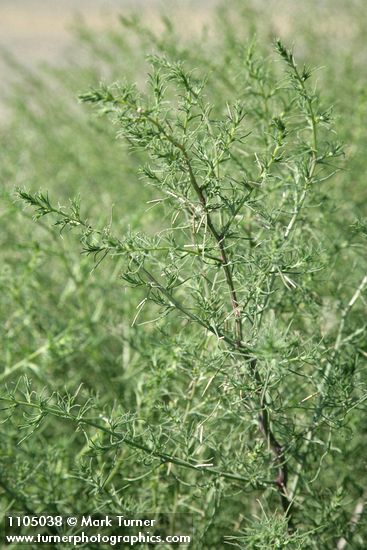 Russian Thistle