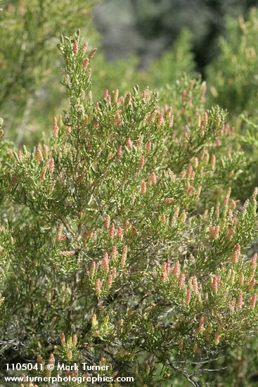 Greasewood male blossoms & foliage