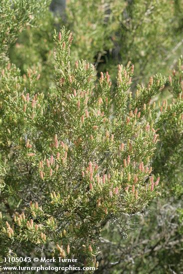 Greasewood male blossoms & foliage