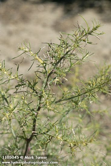 Russian Thistle foliage