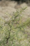 Russian Thistle foliage